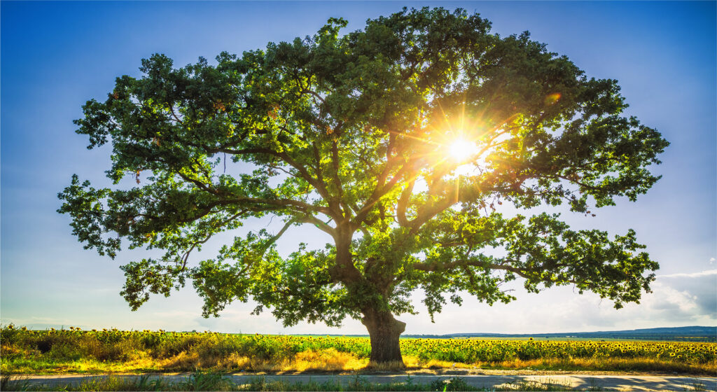 Rhone Funeral Home Memorial Tree Planting