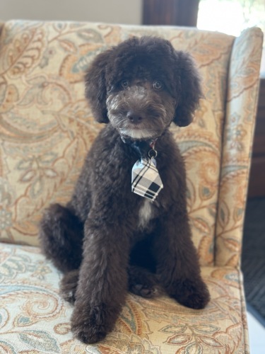 Barnabas “Barney” : Funeral Home Dog