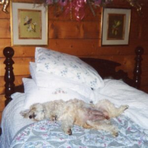 hortense 
