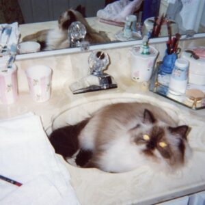 hortense 